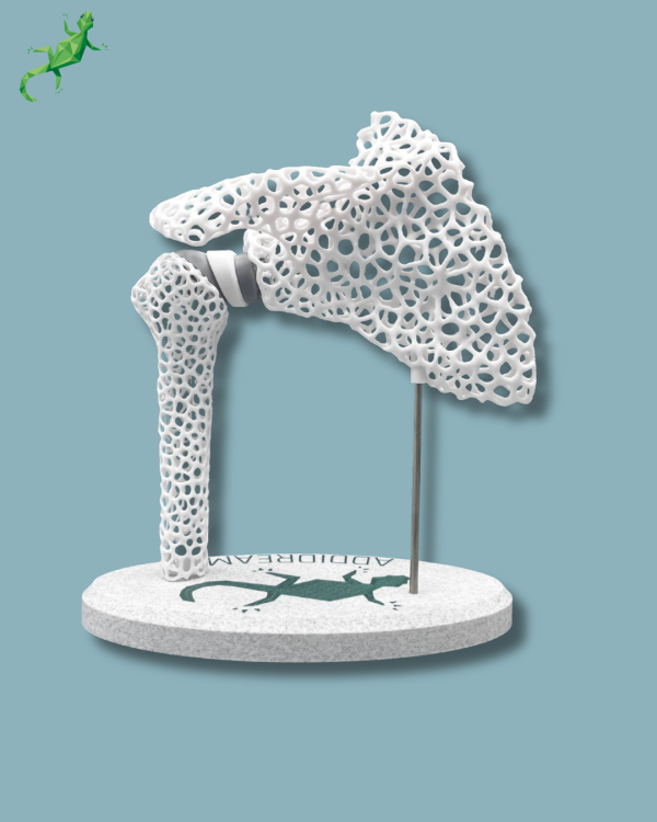 Display Shoulder Awareness Lattice with window - Ref 17-AD-01 - Image 6