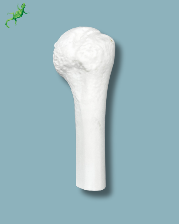 Mid-Humerus / Addi-CORT+ - Ref 16-06-02 - Image 3