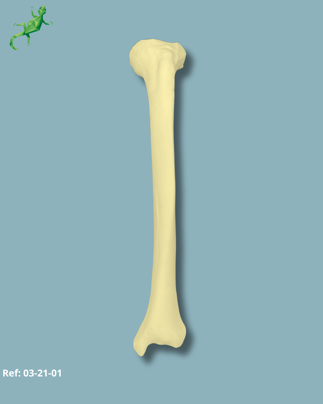 Tibia / Moyen / Gauche / Addi-CAN avec canal intramédullaire – Ref 03-21-02