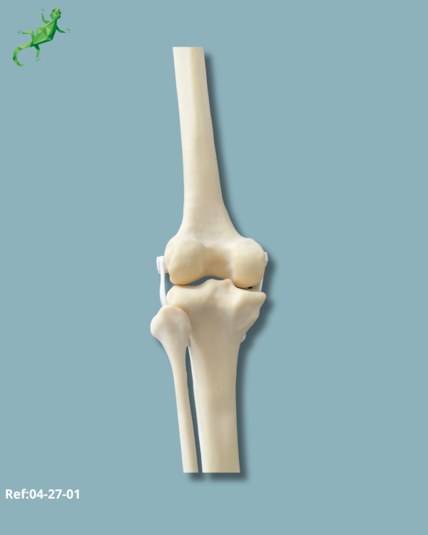 Genou avec Fibula / Moyen / Gauche / Addi-CAN - Ref 04-27-01 – Image 9