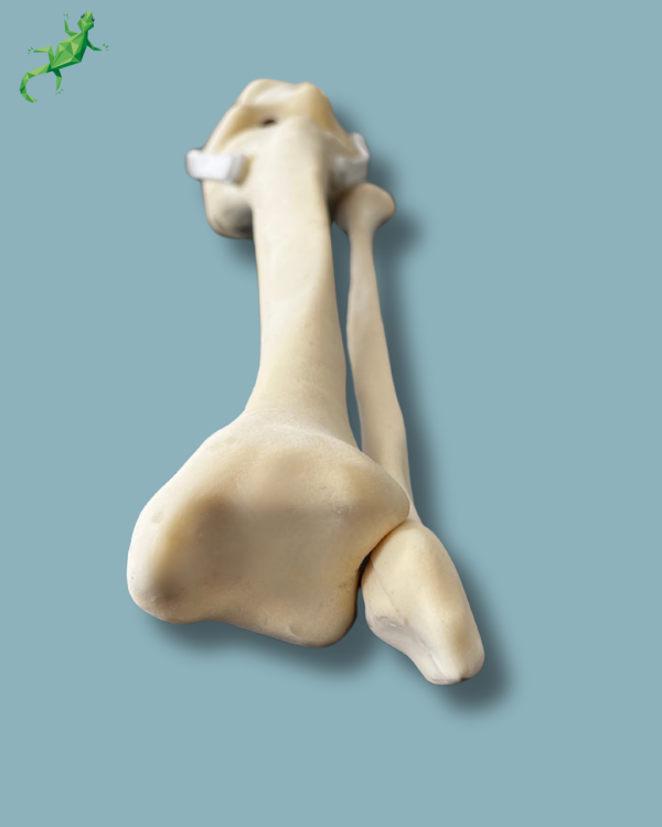 Knee with Fibula / Medium / Left / Addi-CAN - Ref 04-27-01 - Image 11