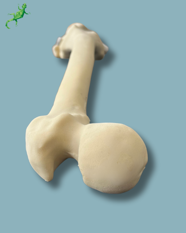Knee with Fibula / Medium / Left / Addi-CORT - Ref 04-28-01 - Image 9