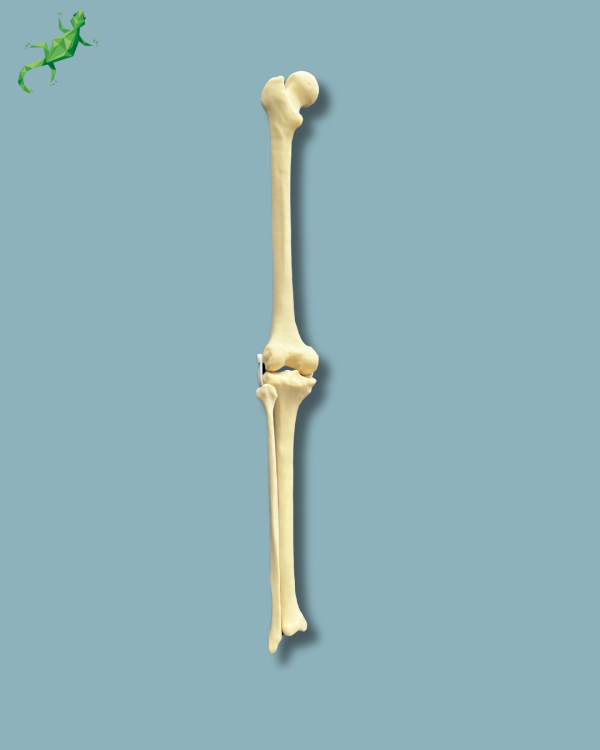 Genou avec fibula / moyen / gauche / Addi-CORT - Ref 04-28-01 – Image 3