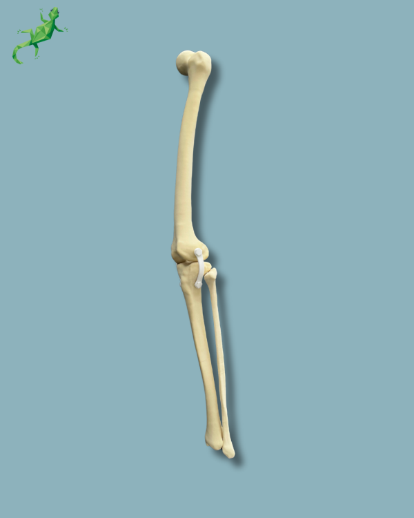 Knee with Fibula / Medium / Left / Addi-CAN - Ref 04-27-01 - Image 4