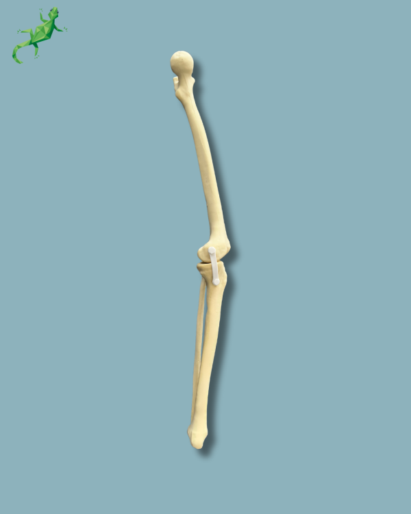 Knee with Fibula / Medium / Left / Addi-CAN - Ref 04-27-01 - Image 2