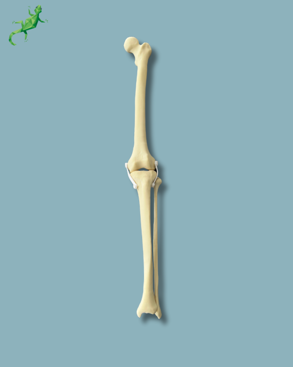 Knee with Fibula / Medium / Left / Addi-CAN - Ref 04-27-01 - Image 5