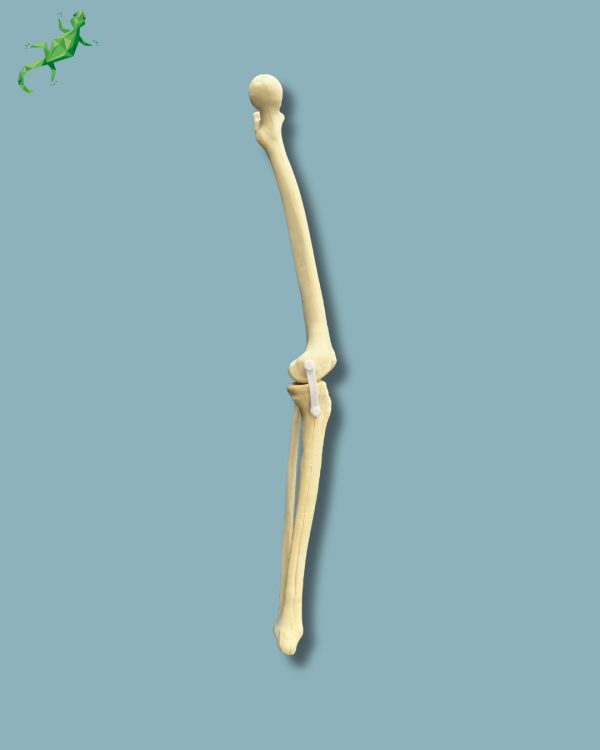 Knee with Fibula / Medium / Left / Addi-CORT with intramedullar canal - Ref 04-29-01 - Image 2
