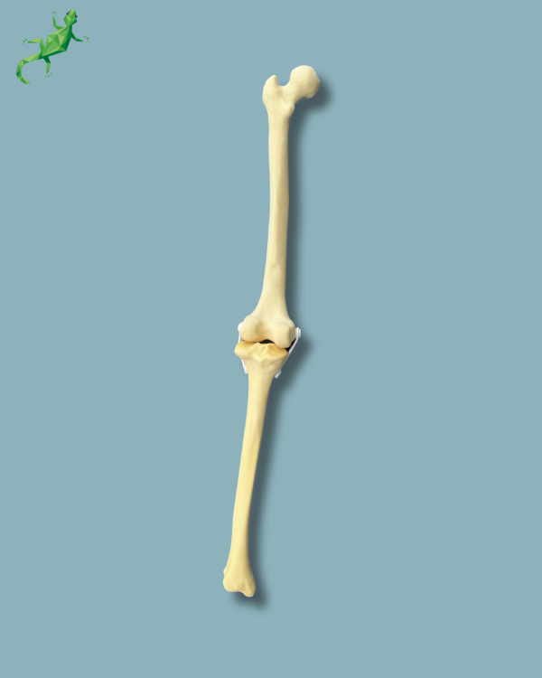 Knee / Medium / Left / Addi-CAN with intramedullar canal - Ref 04-31-01 - Image 2
