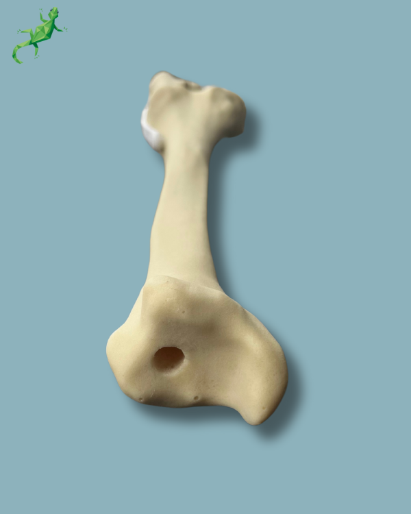 Knee / Medium / Left / Addi-CAN with intramedullar canal - Ref 04-31-01 - Image 6