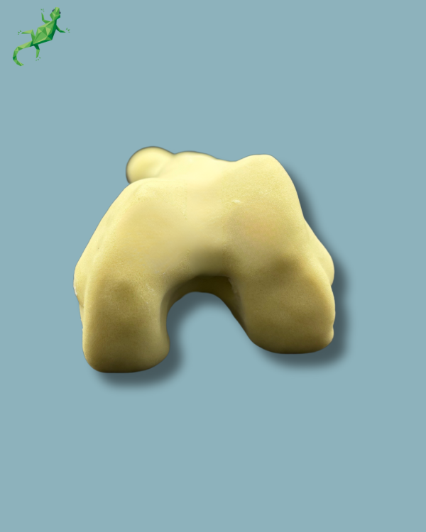 Femur / Moyen / Addi-CAN - Ref 05-03-01 – Image 5
