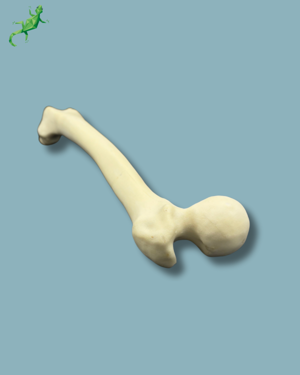 Femur / Moyen / Addi-CAN - Ref 05-03-01 – Image 7