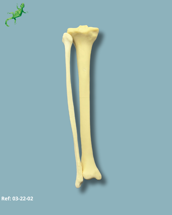 Tibia and Fibula / Addi-CAN with intramedullar canal - Ref 03-22-02 - Image 2