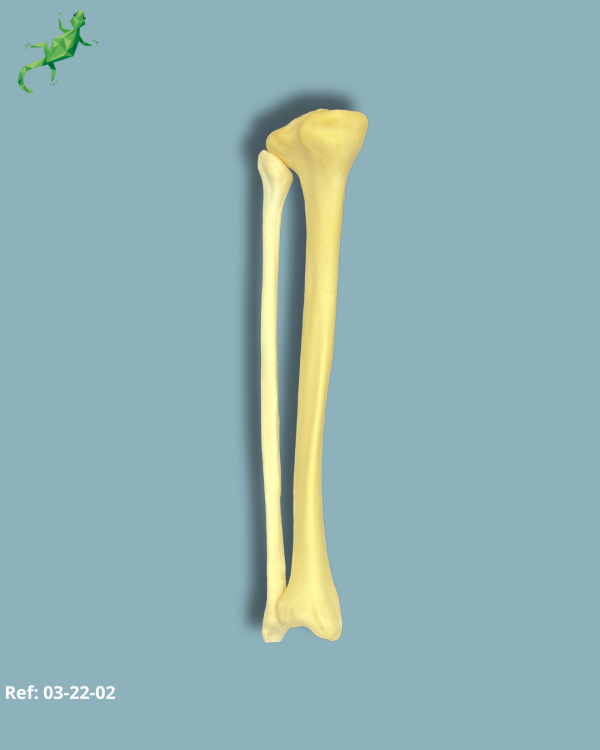 Tibia and Fibula / Addi-CAN with intramedullar canal - Ref 03-22-02 - Image 3