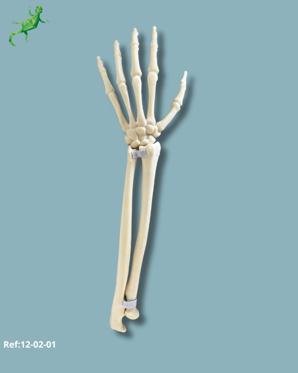 Wrist / Left / Addi-CAN - Ref 12-02-01 - Image 5