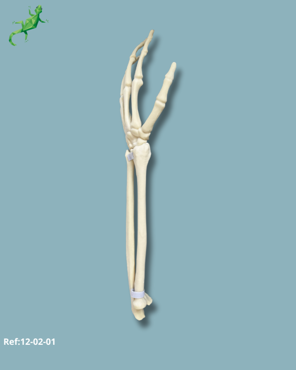 Wrist / Left / Addi-CAN - Ref 12-02-01 - Image 3