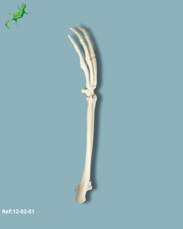 Wrist / Left / Addi-CAN - Ref 12-02-01 - Image 4