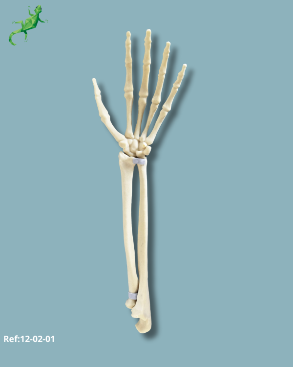 Wrist / Left / Addi-CAN - Ref 12-02-01 - Image 6