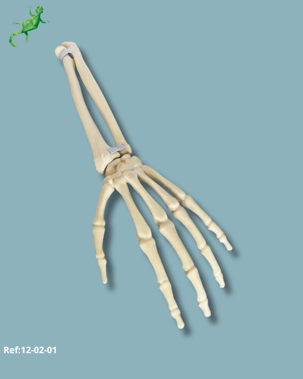 Wrist / Left / Addi-CAN - Ref 12-02-01