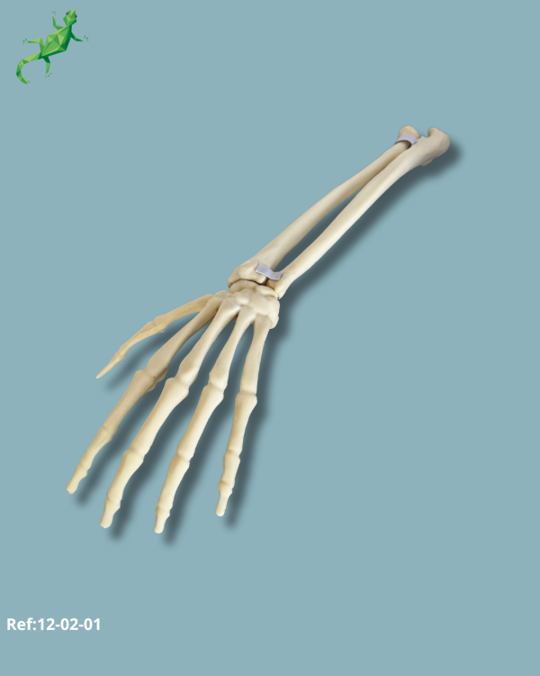 Wrist / Left / Addi-CAN - Ref 12-02-01 - Image 2