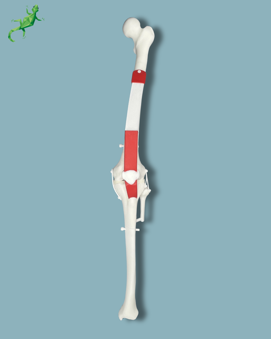 Knee arthroscopy, left – Ref 04-36-02